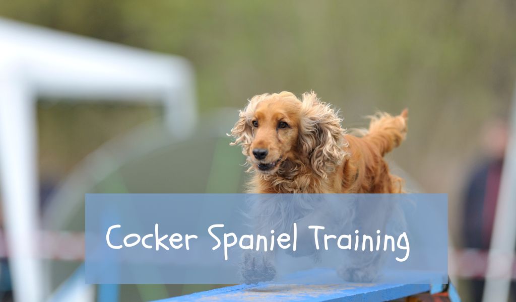 Cocker Spaniel Training