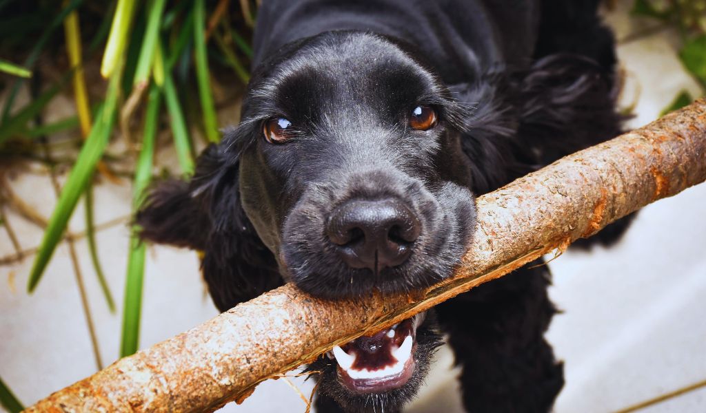 How to Train a Cocker Spaniel