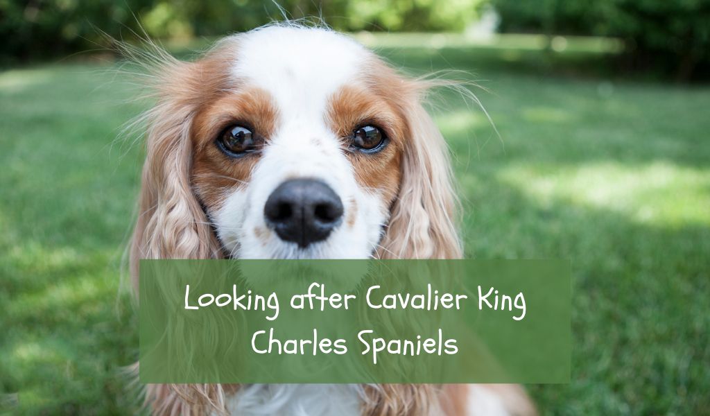 Looking after Cavalier King Charles Spaniels