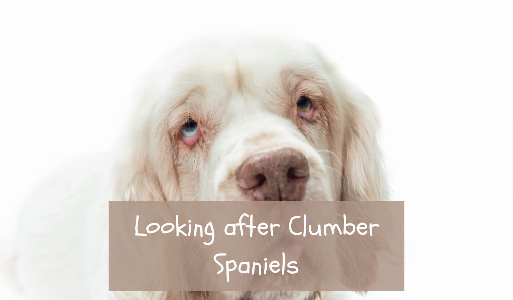 Looking after Clumber Spaniels