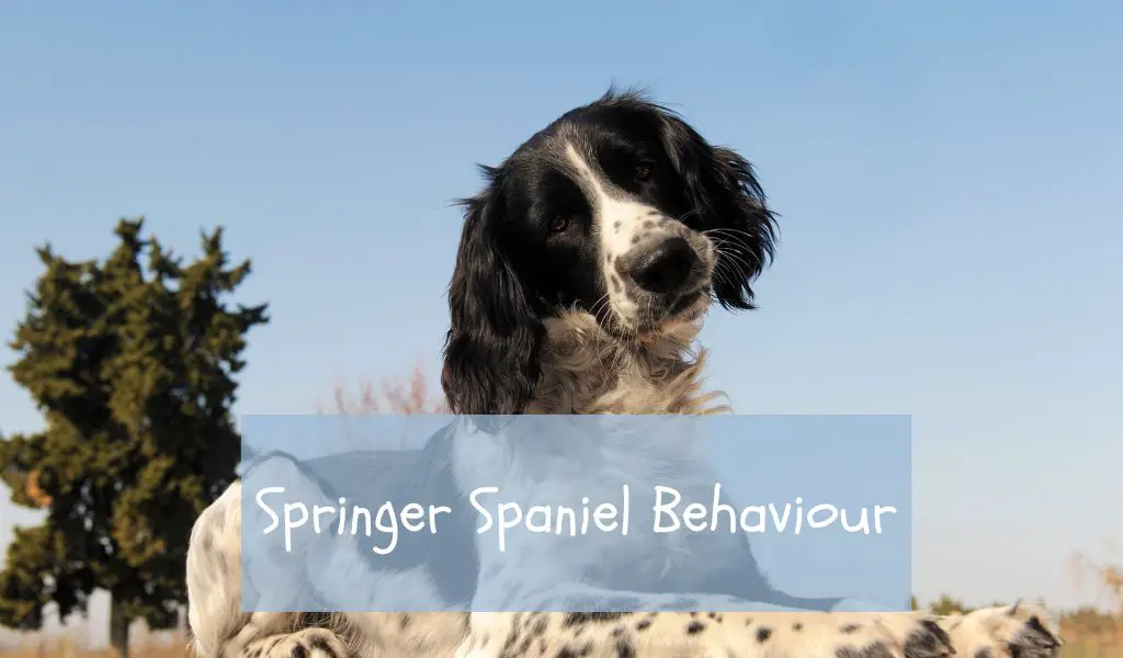 Springer Spaniel Behaviour