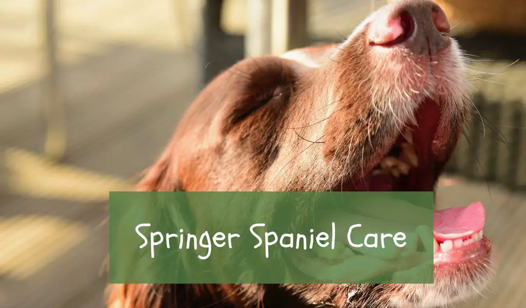 Springer Spaniel Care