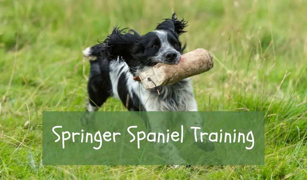 Springer Spaniel Training