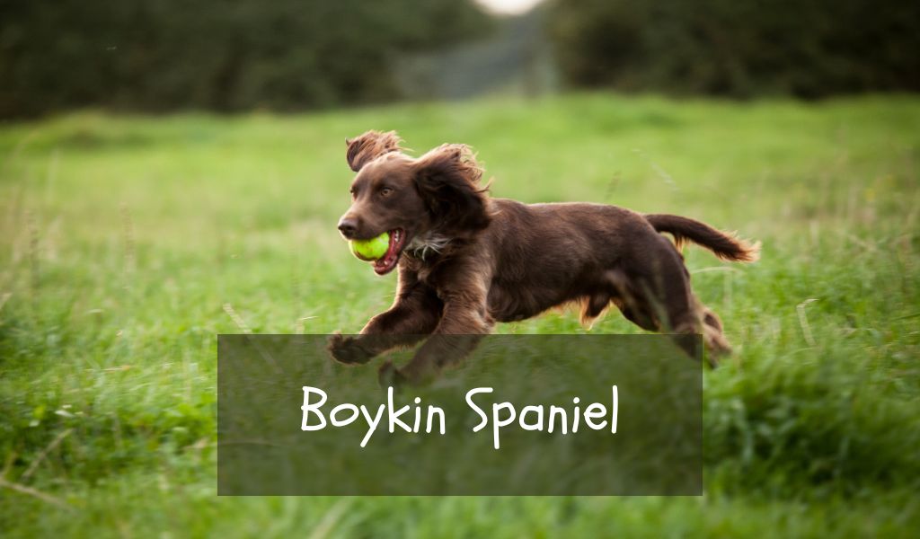 boykin spaniel