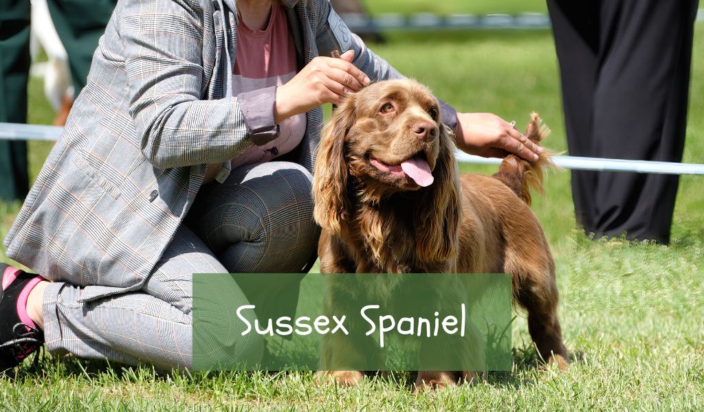 Sussex Spaniel