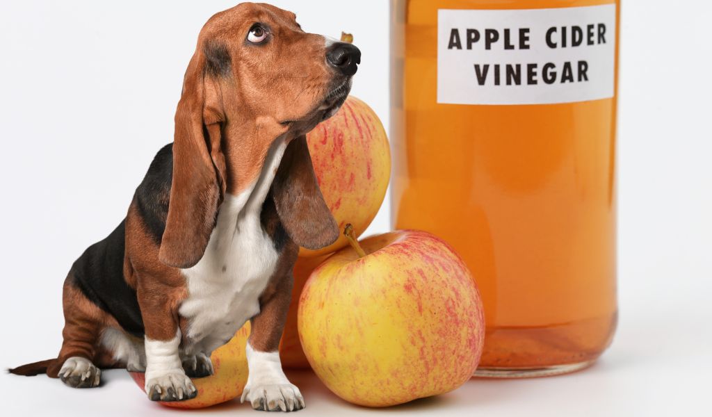 Is Apple Cider Vinegar Good for Dogs’ Skin?