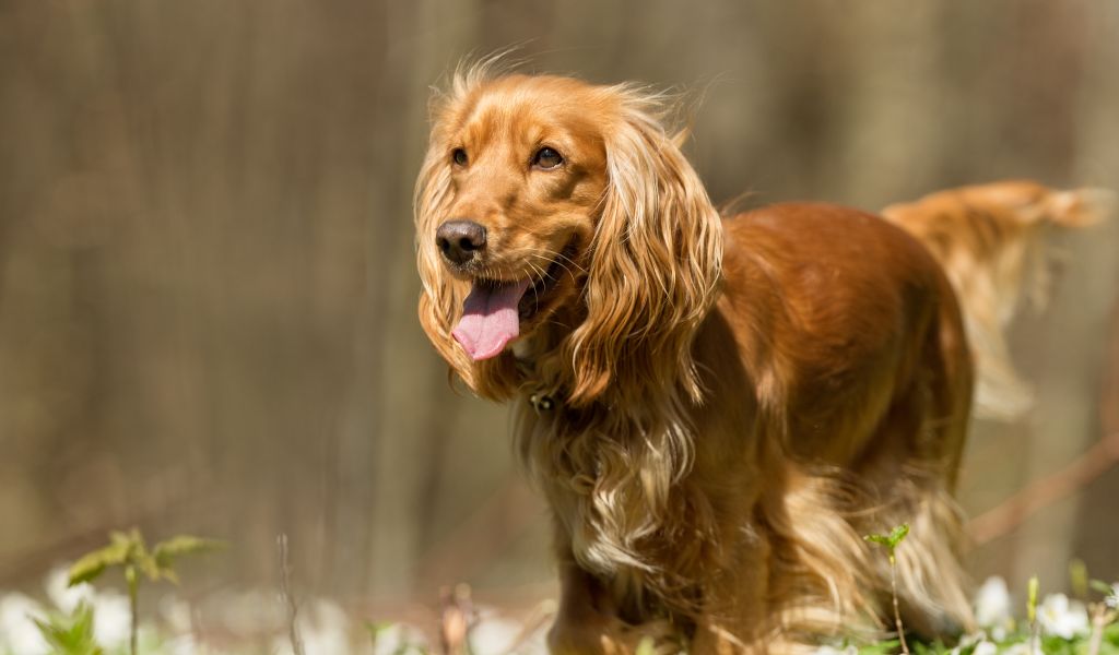 Cocker Spaniel Training Mistakes to Avoid: Tips for Success 4 Cocker Spaniel Training Mistakes to Avoid: Tips for Success