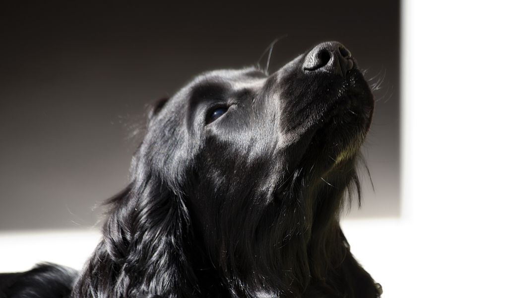 Cocker Spaniel Training Mistakes to Avoid: Tips for Success 5 Cocker Spaniel Training Mistakes to Avoid: Tips for Success