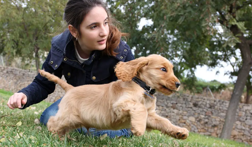 Cocker Spaniel Training Mistakes to Avoid: Tips for Success