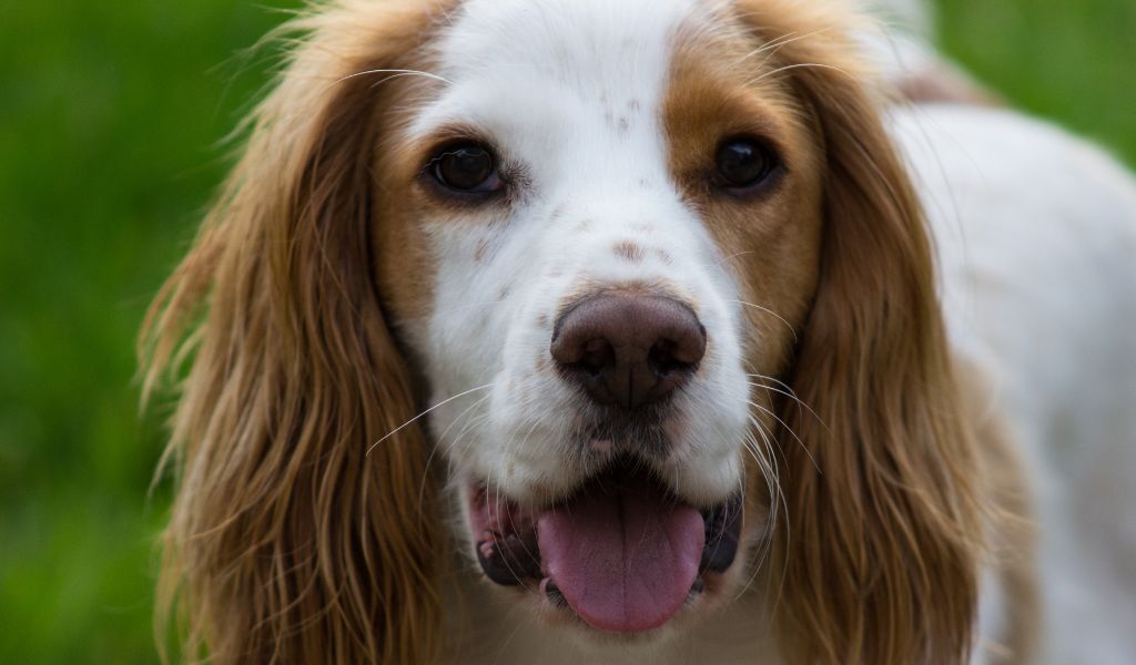 Are Spaniels Easy to Train? 