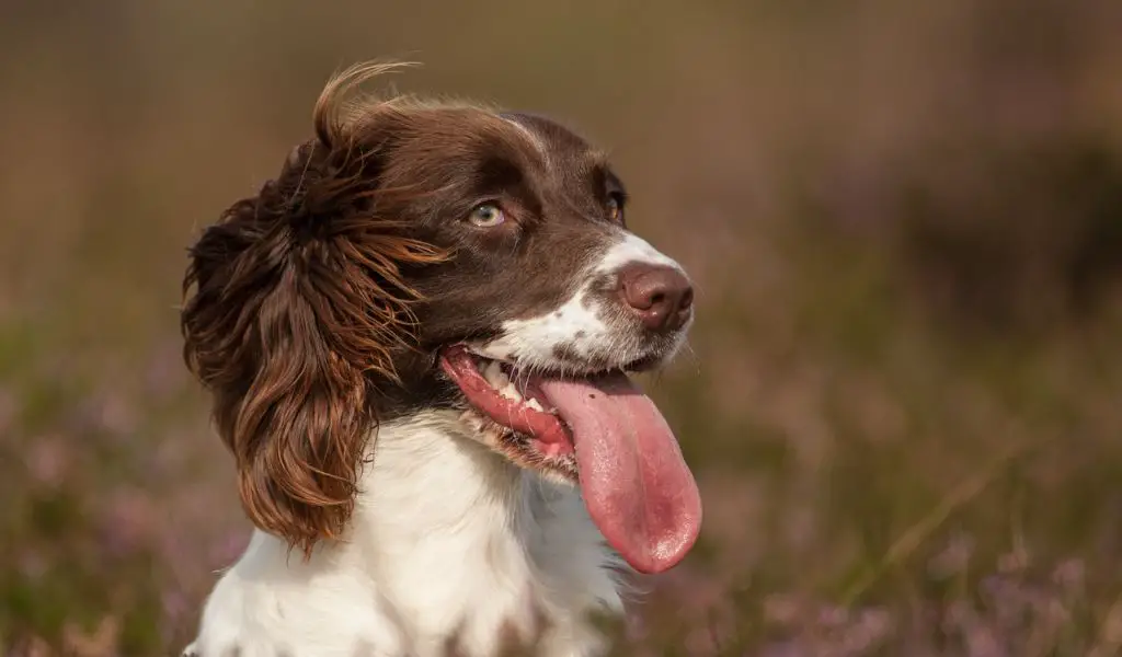 Are Sprocker Spaniels Easy to Train? 