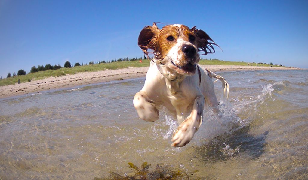 Are Spaniels Easy to Train? 