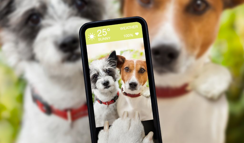 How to Choose a Dog WIFI Camera