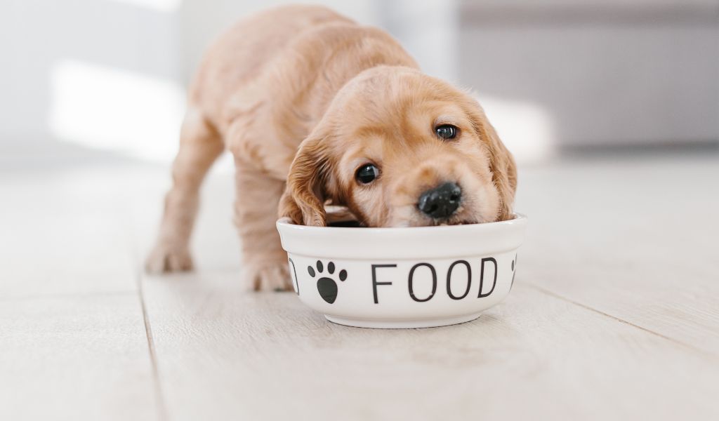 What Questions to Ask When Buying a Cocker Spaniel Puppy? 2 What Questions to Ask When Buying a Cocker Spaniel Puppy?