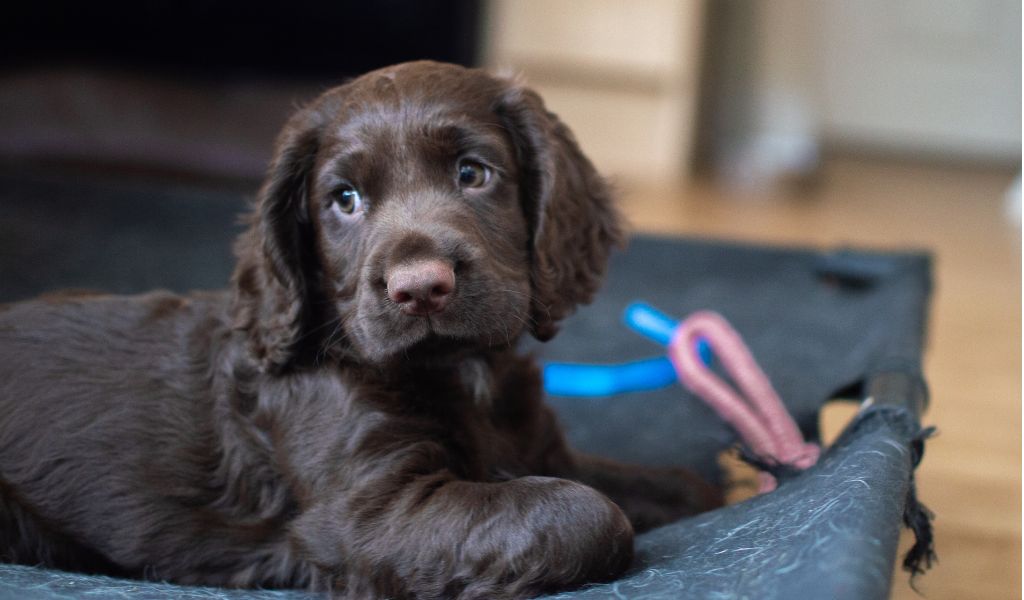 What Questions to Ask When Buying a Cocker Spaniel Puppy?