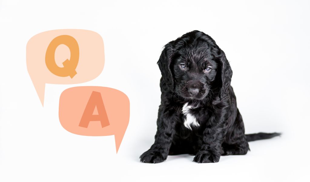 What Questions to Ask When Buying a Cocker Spaniel Puppy?