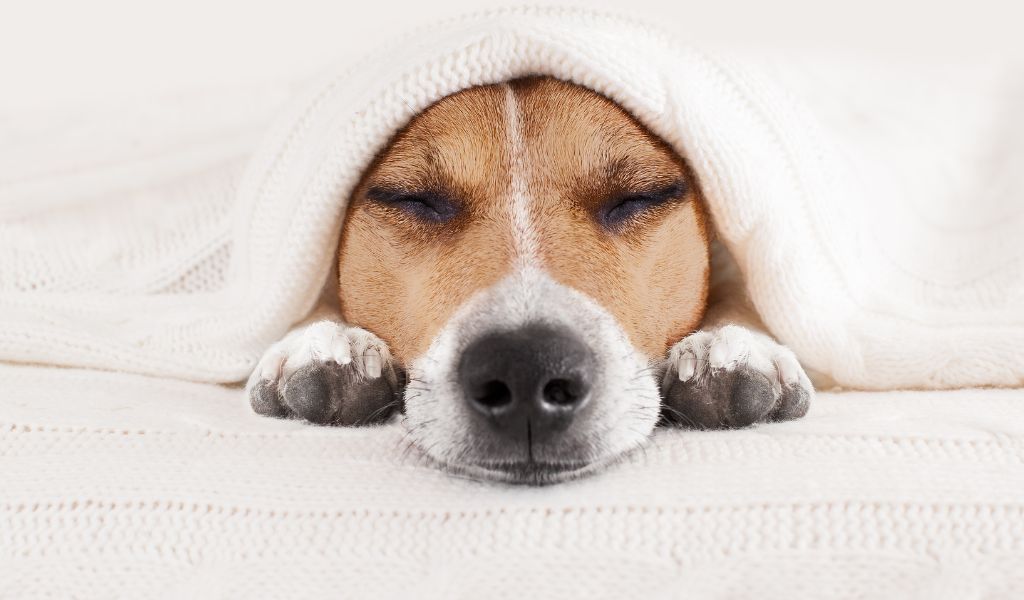 Canine Slumber Secrets: How Many Hours Does a Dog Sleep? 2 sleeping dog