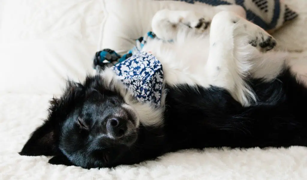 Canine Slumber Secrets: How Many Hours Does a Dog Sleep?