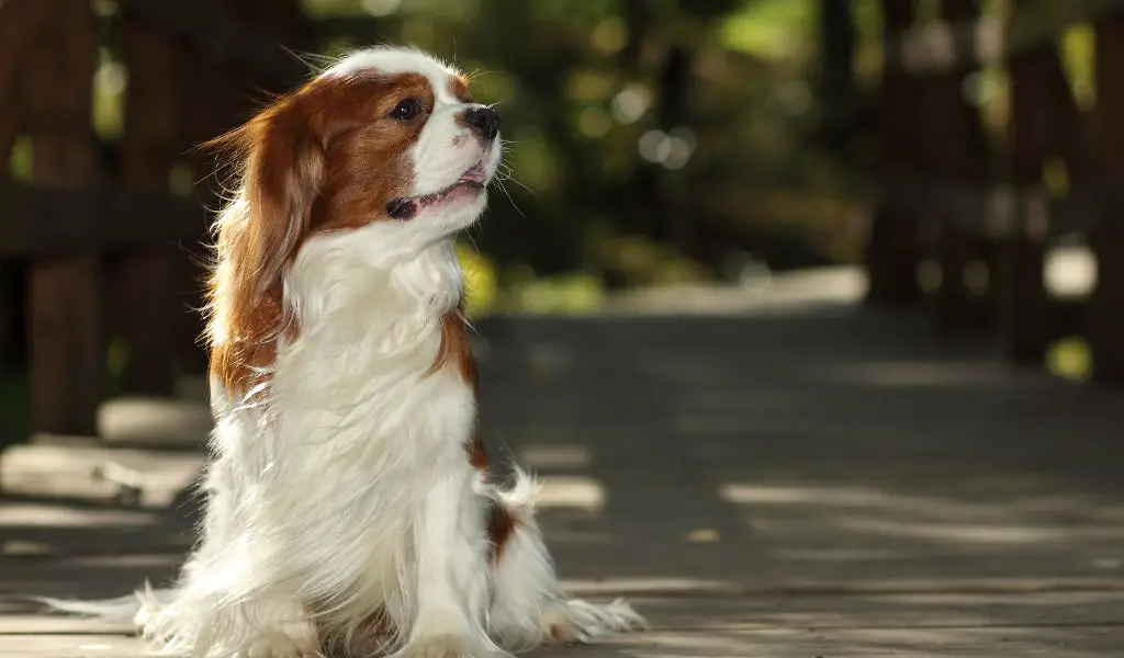 Are Cavalier King Charles Spaniels Hypoallergenic?