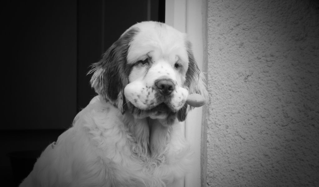 Clumber Spaniel Training