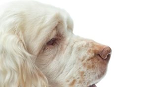 Clumber Spaniel Personality