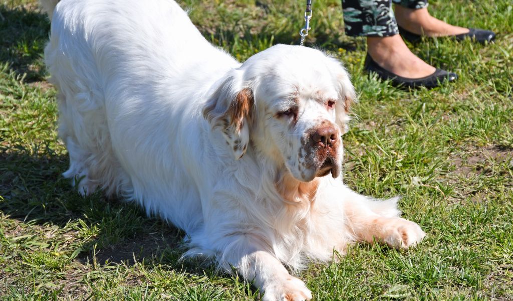 Grooming Clumber Spaniels