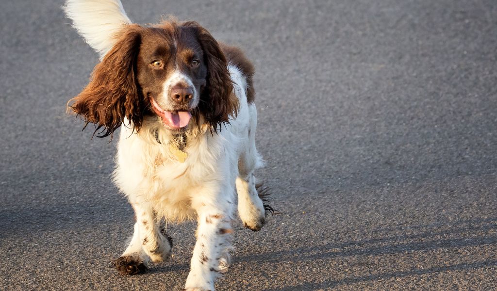 English Springer Spaniel Training