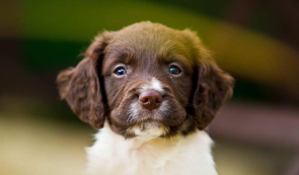 All About English Springer Spaniel Puppies