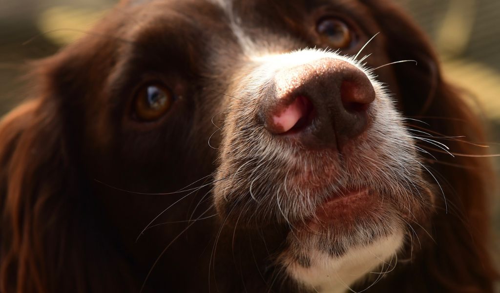 Looking after English Springer Spaniels