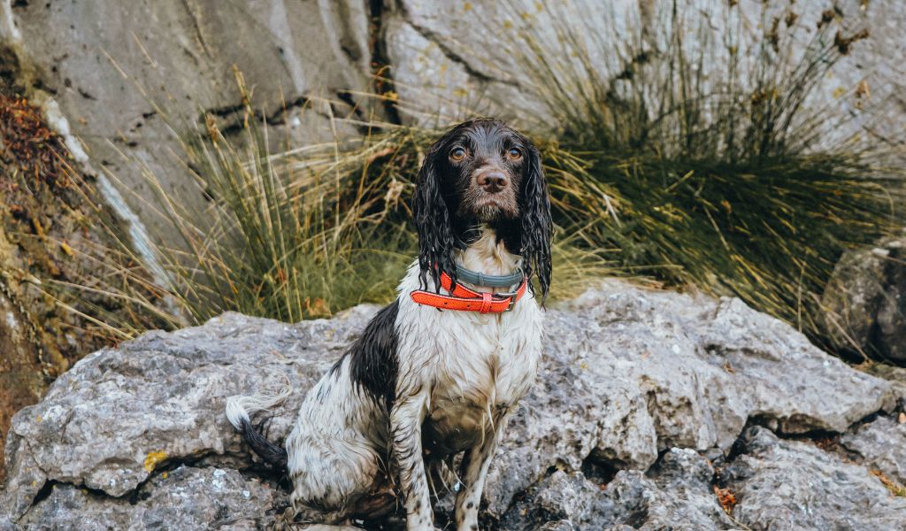 English Springer Spaniel Behaviour