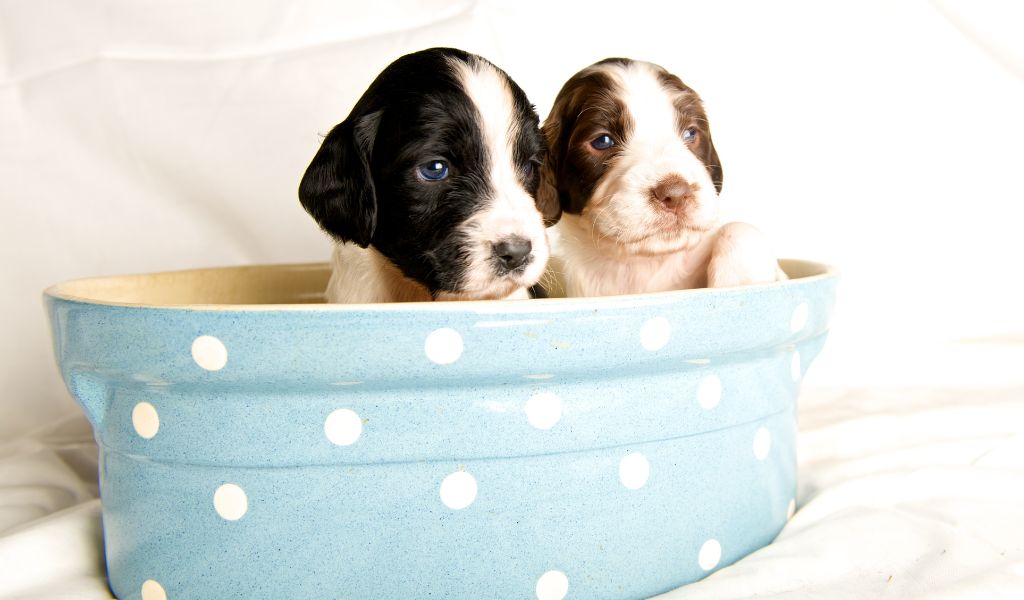 The Springer Spaniel Sit-Down: A Comprehensive Guide on How to Train an English Springer Spaniel to Sit