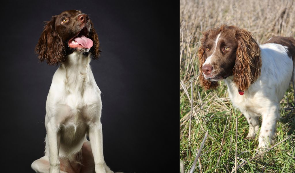 The Springer Spaniel Sit-Down: A Comprehensive Guide on How to Train an English Springer Spaniel to Sit