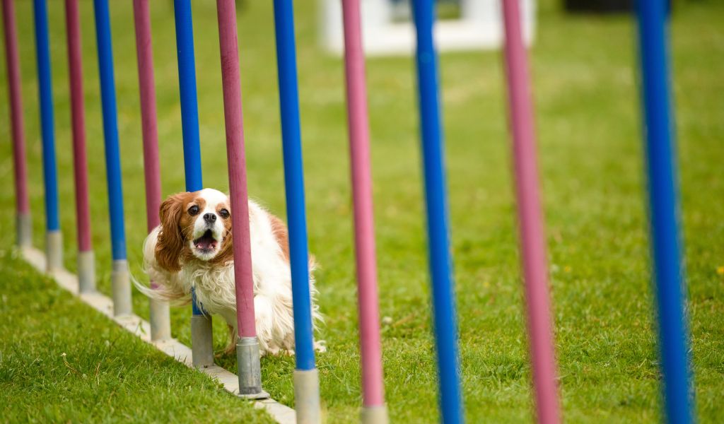 Training Cavalier King Charles Spaniels