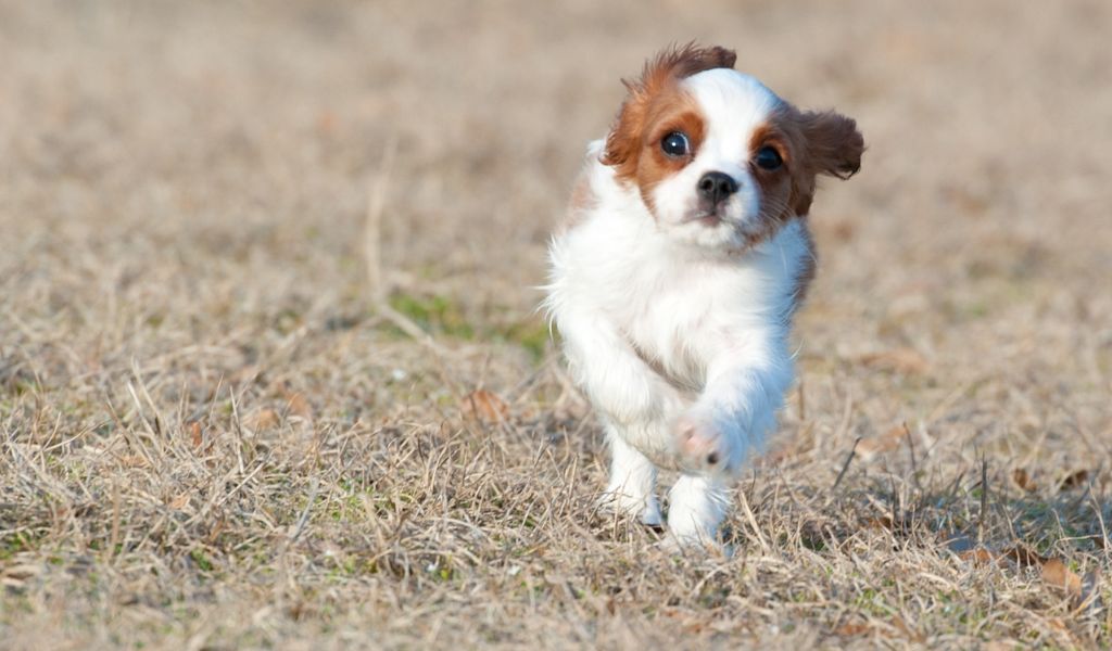 Training a Cavalier King Charles Spaniel to Come Back: Tips and Tricks