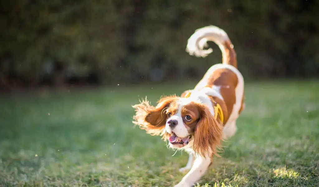 Training a Cavalier King Charles Spaniel to Come Back: Tips and Tricks
