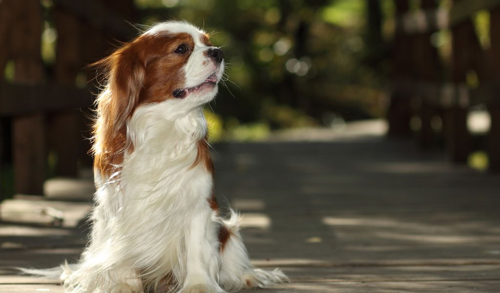 Looking After Cavalier King Charles Spaniels