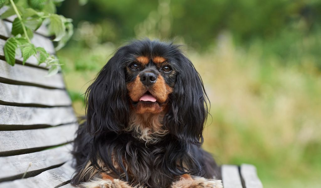 Cavalier King Charles Spaniel Behaviour