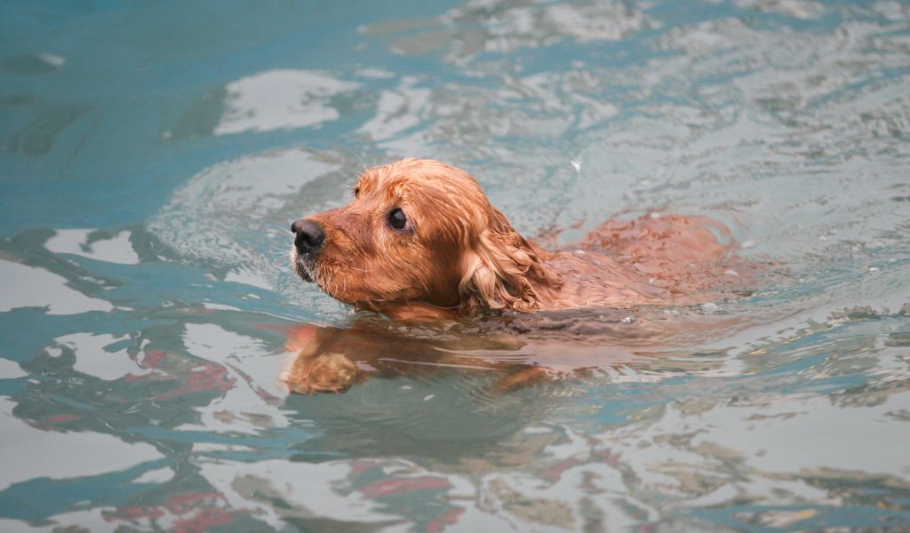 How to Train Cocker Spaniels