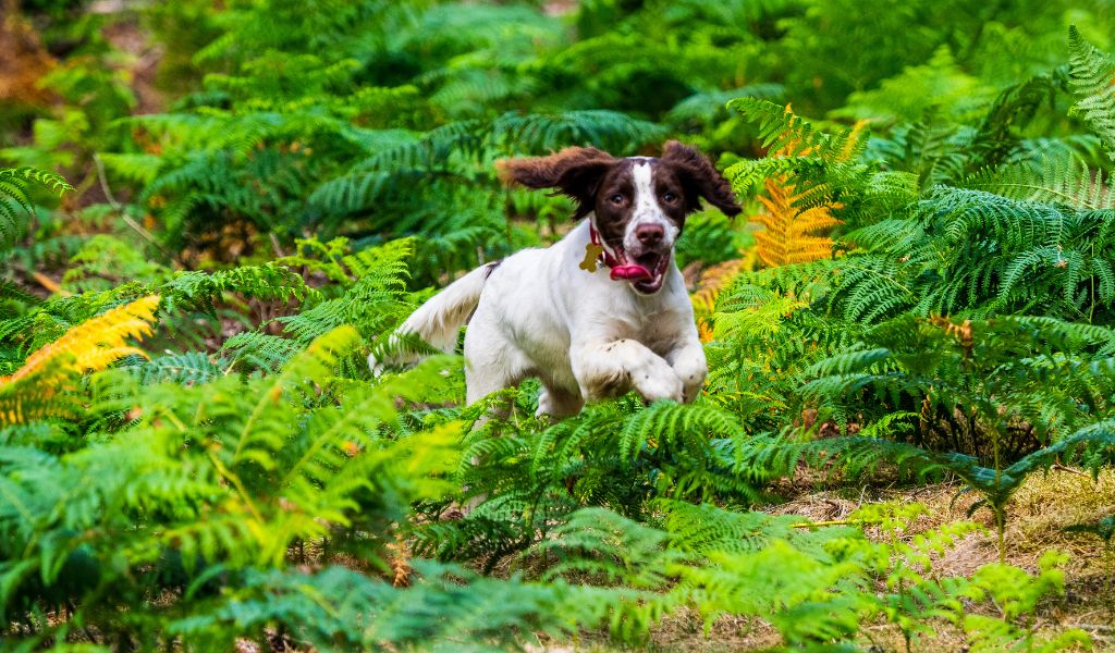 How high can a Springer spaniel jump?