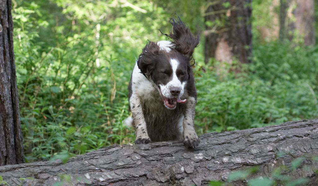 How high can a Springer spaniel jump?