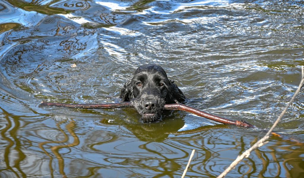 The Ultimate Guide: How to Keep a Cocker Spaniel Happy and Thriving 2 The Ultimate Guide: How to Keep a Cocker Spaniel Happy and Thriving