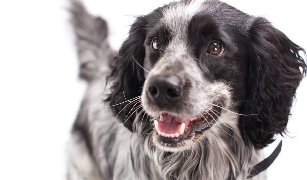 The Ultimate Guide: How to Keep a Cocker Spaniel Happy and Thriving