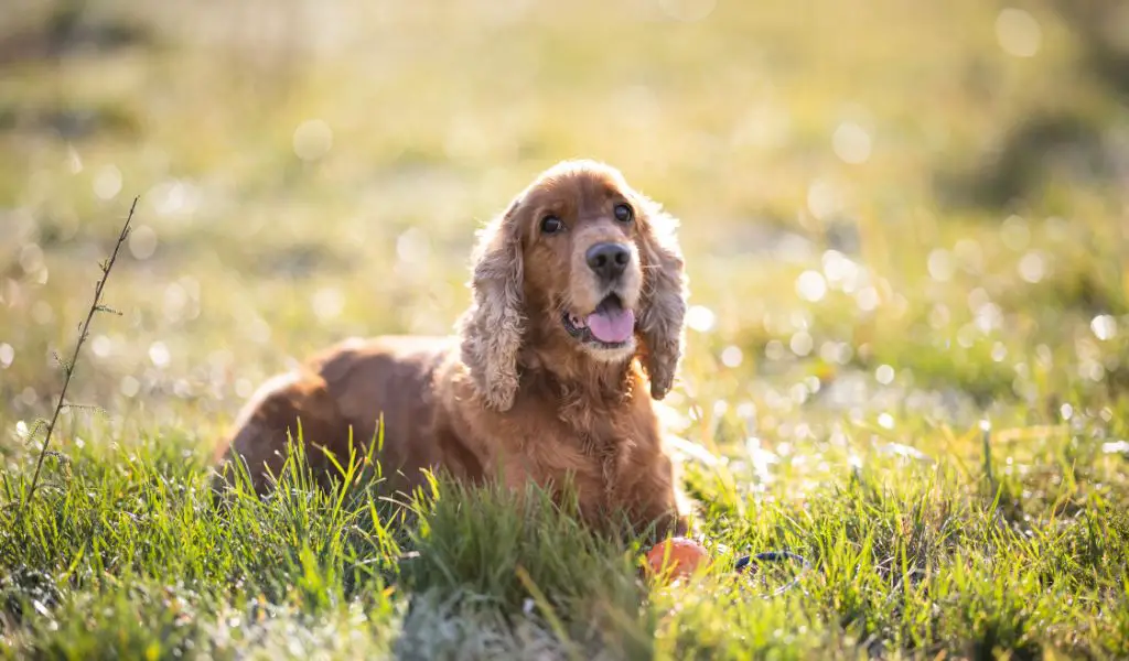 Cocker Spaniel Personality and Behaviour
