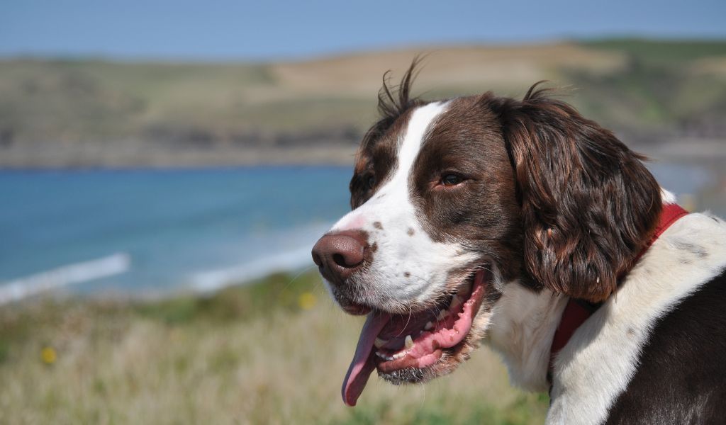 Are English Springer Spaniels Loyal?