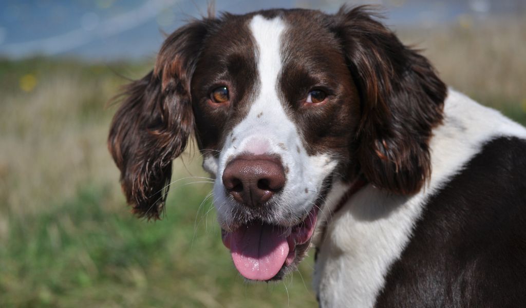 Are English Springer Spaniels Loyal?