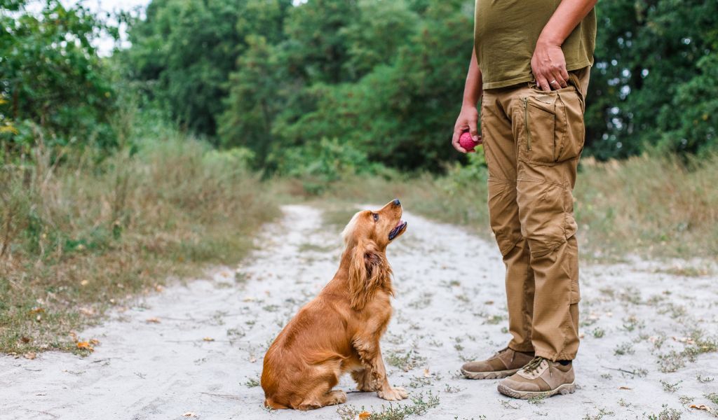 How to Train Your Cocker Spaniel to Stop on the Whistle