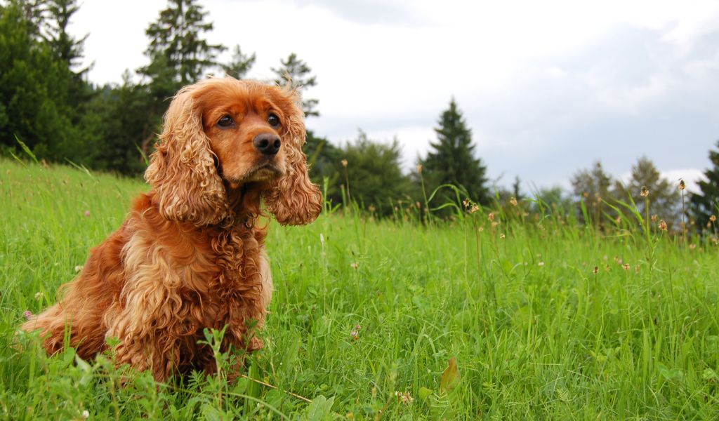 How to Train Your Cocker Spaniel to Stop on the Whistle 2 How to Train Your Cocker Spaniel to Stop on the Whistle