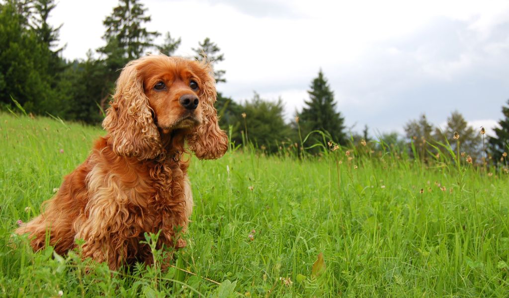 How to Train Your Cocker Spaniel to Stop on the Whistle