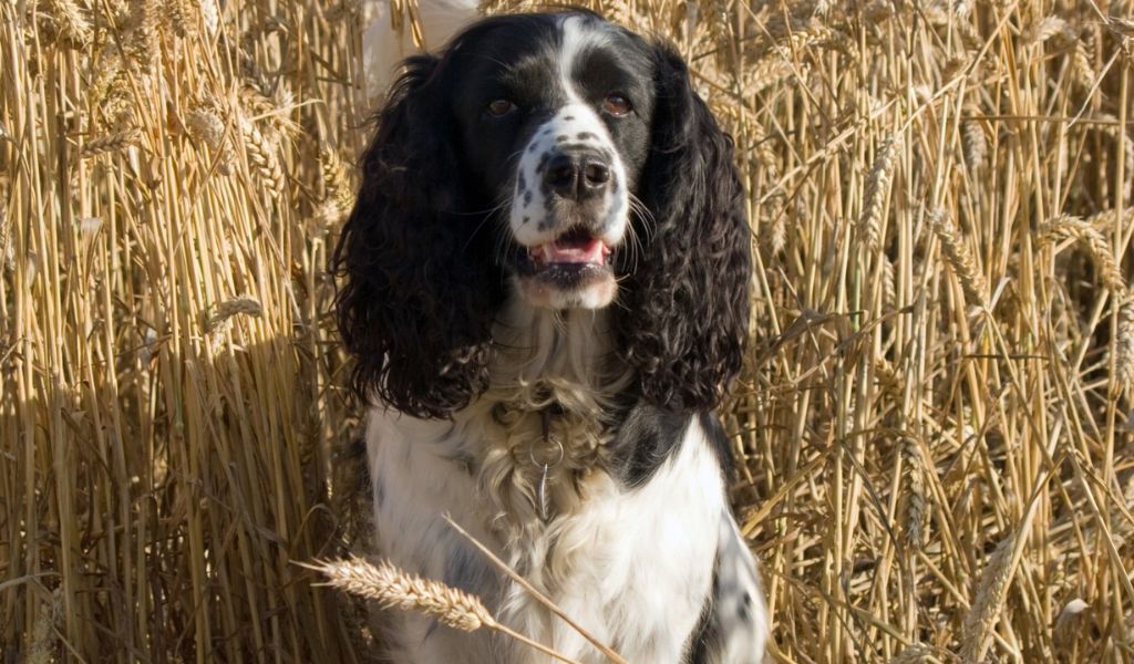 Training Your English Springer Spaniel to Stop on Command Using a Whistle