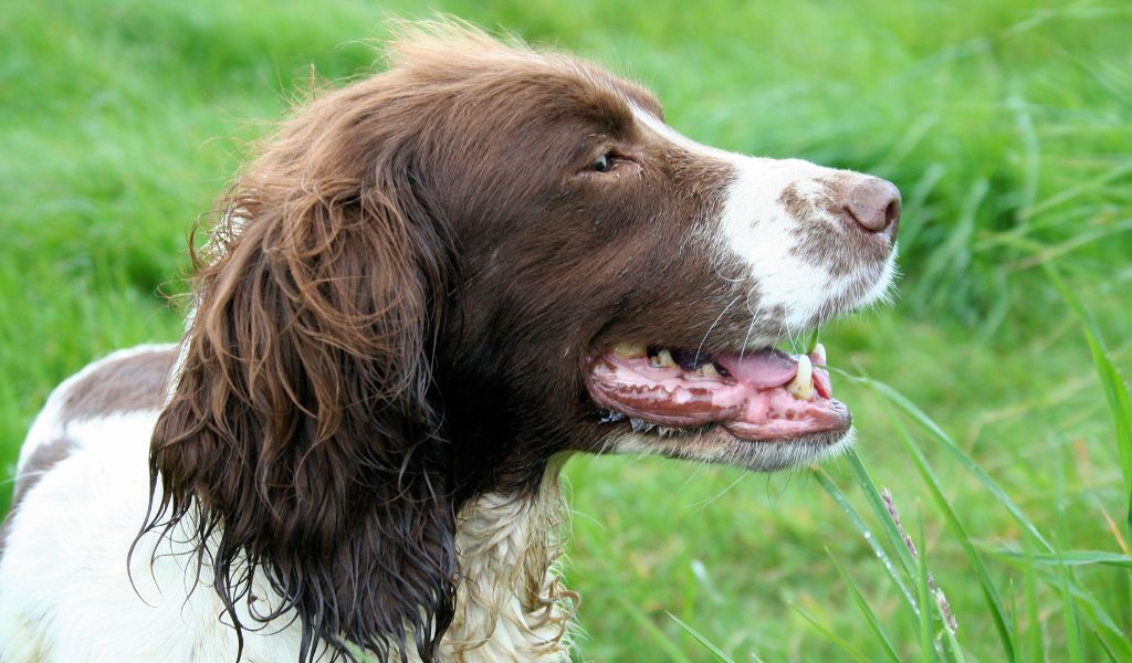 Training Your English Springer Spaniel to Stop on Command Using a Whistle